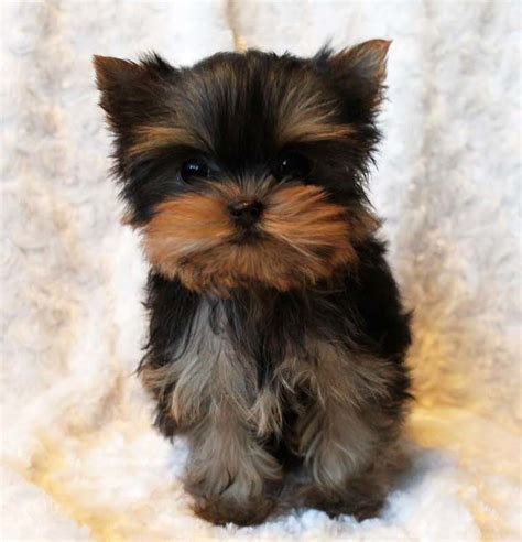 teacup yorkie puppy for sale Archives | iHeartTeacups