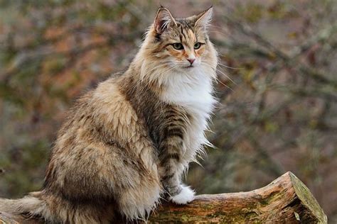 Norwegian Forest » Cat Breed Profile: Personality, Care, Pictures