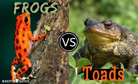 Toad vs. Frog: What's the Differences and Similarities?