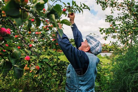 Caucasian farmer picking fruit from tree - Stock Photo - Dissolve