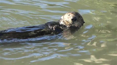 Sea Otter Using a Rock to Open Clams - YouTube