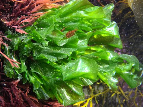 sea-moss_brown-Algae-health-benefits_-Ulva-rigida | Wellness Lifestyle | Healthy Kyla