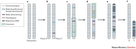 Origin of the Universe, Life and Consciousness: Y-chromosome evolution: emerging insights into ...