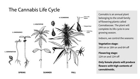 Cannabis Life Cycle Charts