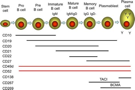 B lymphocytes cell Markers