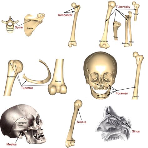 Bone markings, processes, and cavities | Human Anatomy and Physiology Lab (BSB 141)