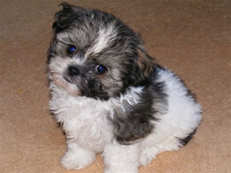 Shih Tzu Chihuahua Mix (A.K.A. Shichi) Breed Info & 21 Pictures - Animalso