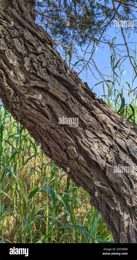 Khejri tree rajasthan hi-res stock photography and images - Alamy