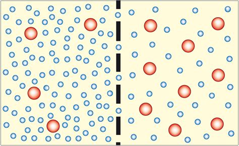 Example Of Passive Transport