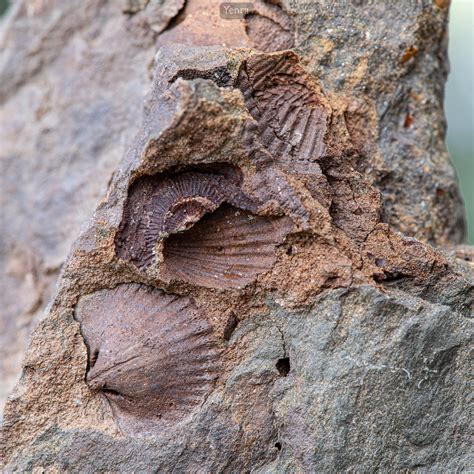 Devonian Fossils