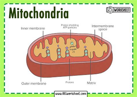 Mitochondria Cell - ABC Worksheet