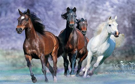 Backgrounds For Green Screen Free ~ Horses Different Colors Sky ...