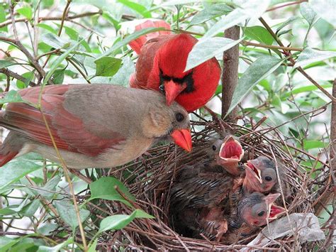 The Whole Family | Beautiful birds, Pet birds, Pretty birds