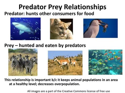 PPT - Predator Prey Relationships PowerPoint Presentation, free ...