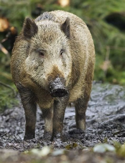 Wild boar | Britannica