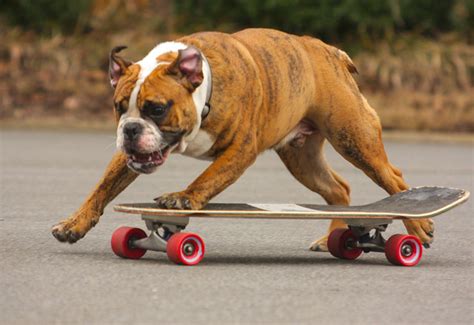 The Amazing Skateboarding Dogs | Flickr