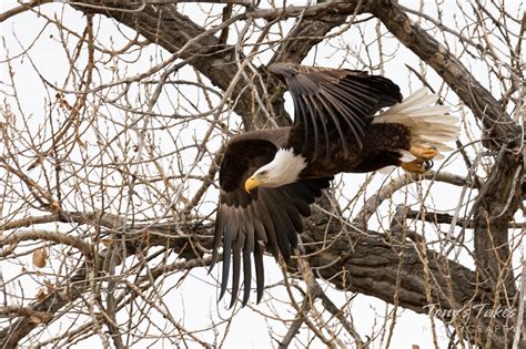 Female bald eagle takes to the skies for Freedom Friday | Tony's Takes Photography