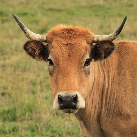 File:Vache Aubrac de face.jpg - Wikimedia Commons