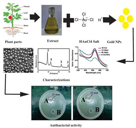 Schematic synthesis of gold nanoparticles using plants' parts ...