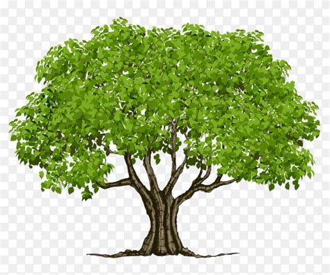 Big beautiful tree on transparent PNG - Similar PNG