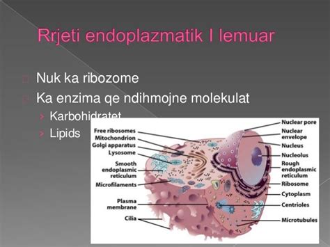 Teoria Qelizore + Muskujt