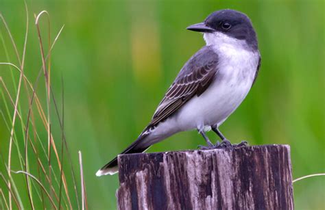 Eastern Kingbird - American Bird Conservancy