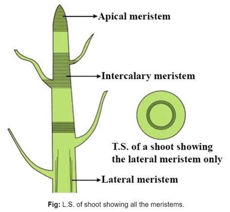 Meristematic Cells in Biology: Definition, Types and Importance | AESL