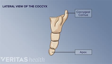 Coccyx Anatomy