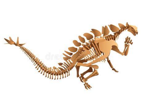 Stegosaurus Skeleton Drawing Stock Illustrations – 147 Stegosaurus ...