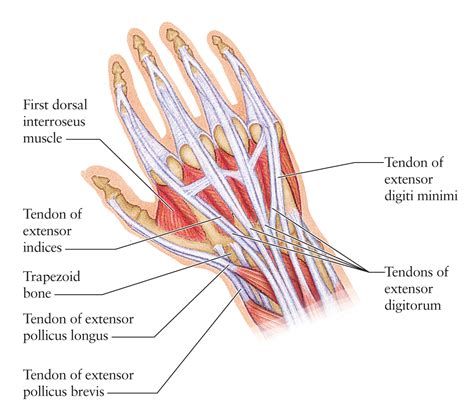 Soft Tissue Injuries of the Hand - RCEMLearning