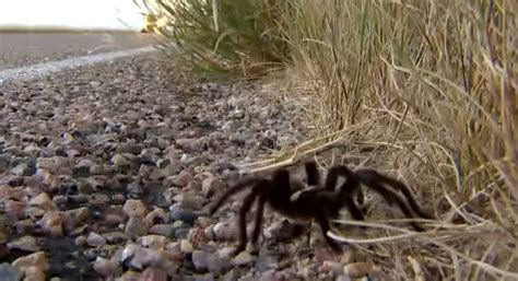 Thousands of Tarantulas Expected to Migrate Into Colorado In Coming Weeks - Unofficial Networks