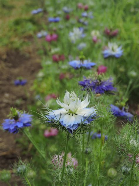 Love-in-a-Mist — Grand Prismatic Seed