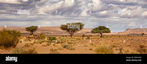 Sahara desert scenes Stock Photo - Alamy