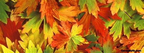 Fall Leaves Facebook Covers, Fall Leaves FB Covers, Fall Leaves Facebook Timeline Covers, Fall ...