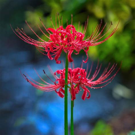 2 Lycoris Radiata Bulbsred Spider Lilyred Magic Lilyequinox - Etsy Canada