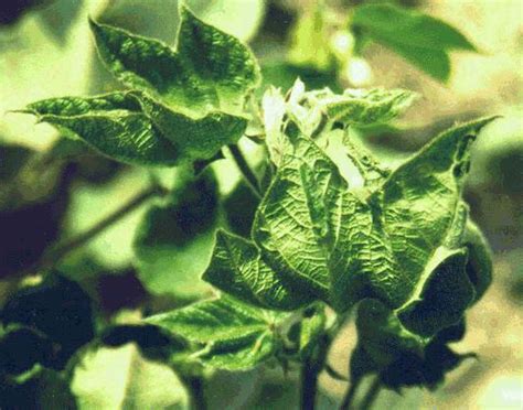 Cotton leaf curl virus ~ Everything You Need to Know with Photos | Videos