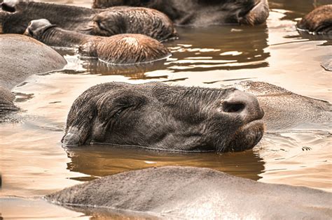 Water Buffalo on Water · Free Stock Photo