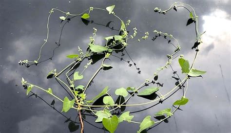 Wild buckwheat (Black bindweed) | CALS