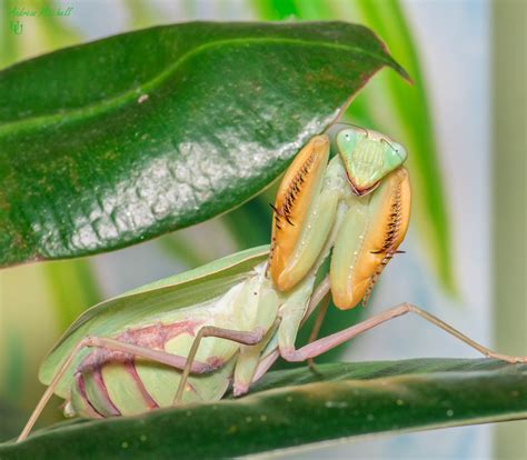 Sphodromantis baccettii (Giant African Praying Mantis) (4th instar) 3 x nymphs - The Praying Mantis