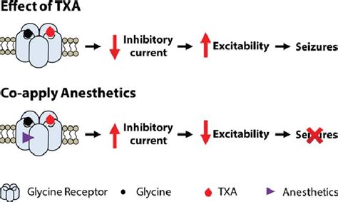 Tranexamic Acid Mechanism