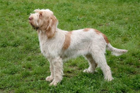 Spinone Italiano Dog Breed Pictures, Characteristics, & Facts