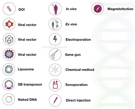 Gene Therapy: Types, Vectors [Viral and Non-Viral], Process ...