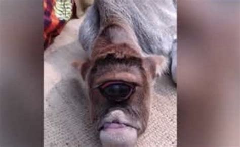 Meet The One-Eyed Calf Who Is Being Worshipped As A God In India