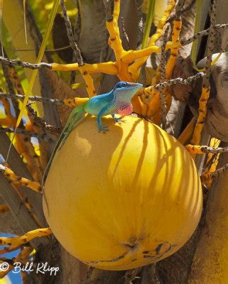 Cuban Wildlife -- A Sense of Nature Photo Gallery by Bill Klipp at ...