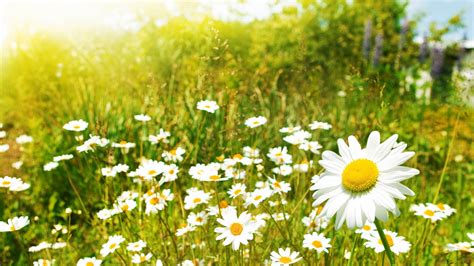 daisy, petals, field Wallpaper, HD Flowers 4K Wallpapers, Images, Photos and Background ...