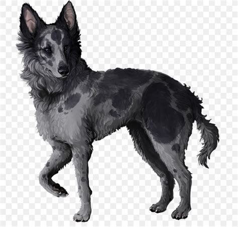 Mudi Tervuren Shiloh Shepherd Dog Kunming Wolfdog Kuvasz, PNG, 900x859px, Mudi, American Kennel ...