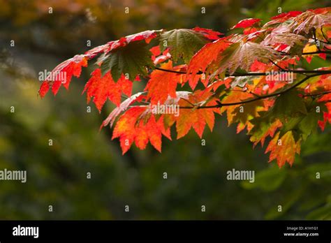 Japanese maple fall Stock Photo - Alamy