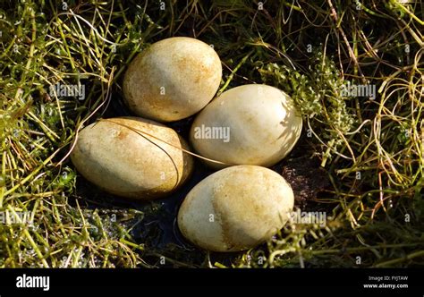 Great crested grebe ducks, podiceps cristatus, nest with eggs Stock ...