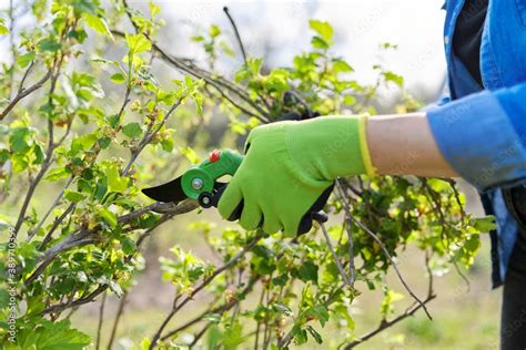 Spring pruning of garden fruit trees and bushes Stock Photo | Adobe Stock