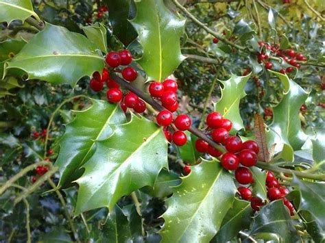 Seeds and berries, holly and ivy - Sudbury Common Lands Charity